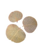 Tropical Leaf Litter - Moneta Leaves