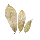 Tropical Leaf Litter - Soursop Leaves