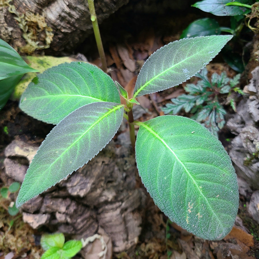 Pearcea reticulata