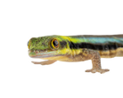 Phelsuma klemmeri - Yellow Headed Day Gecko image 3