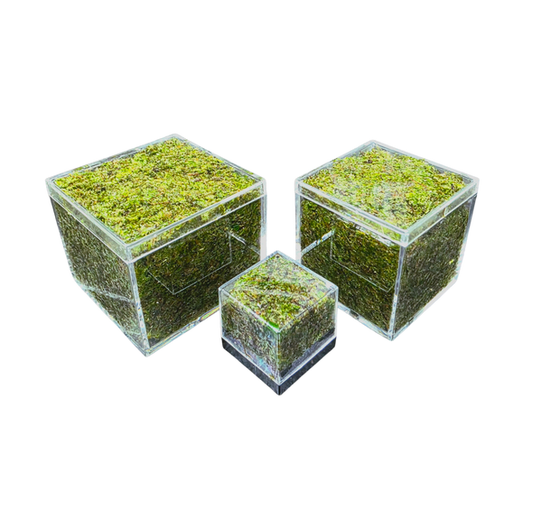 BryoBrick Premium Compressed Moss Mix for Vivariums | FrogDaddy