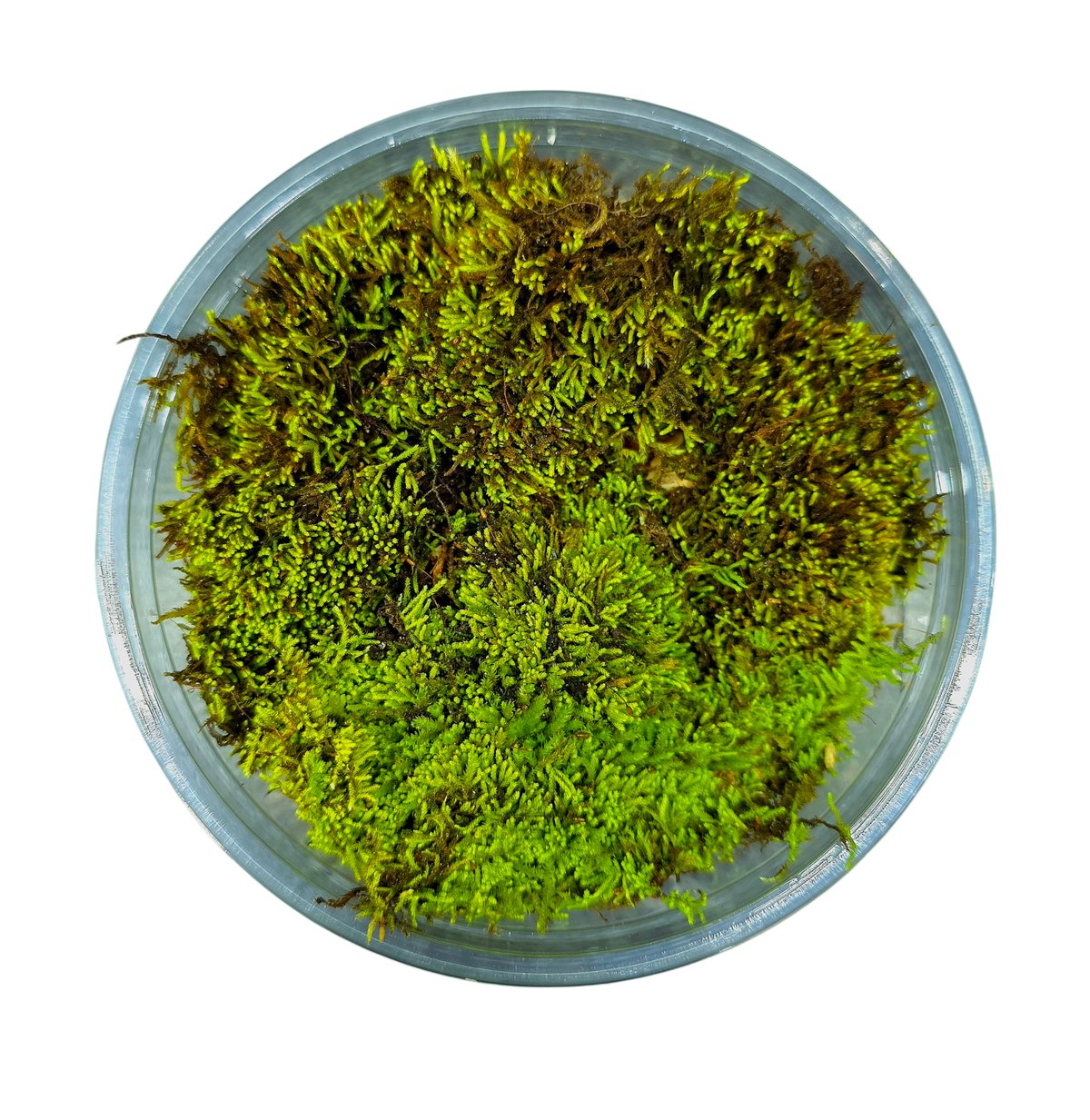 MOSS Q 158 21/22モデル TEPPEI HIROTA rn-