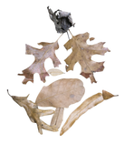 Temperate Leaf Litter - All-Seasons Forest Mix
