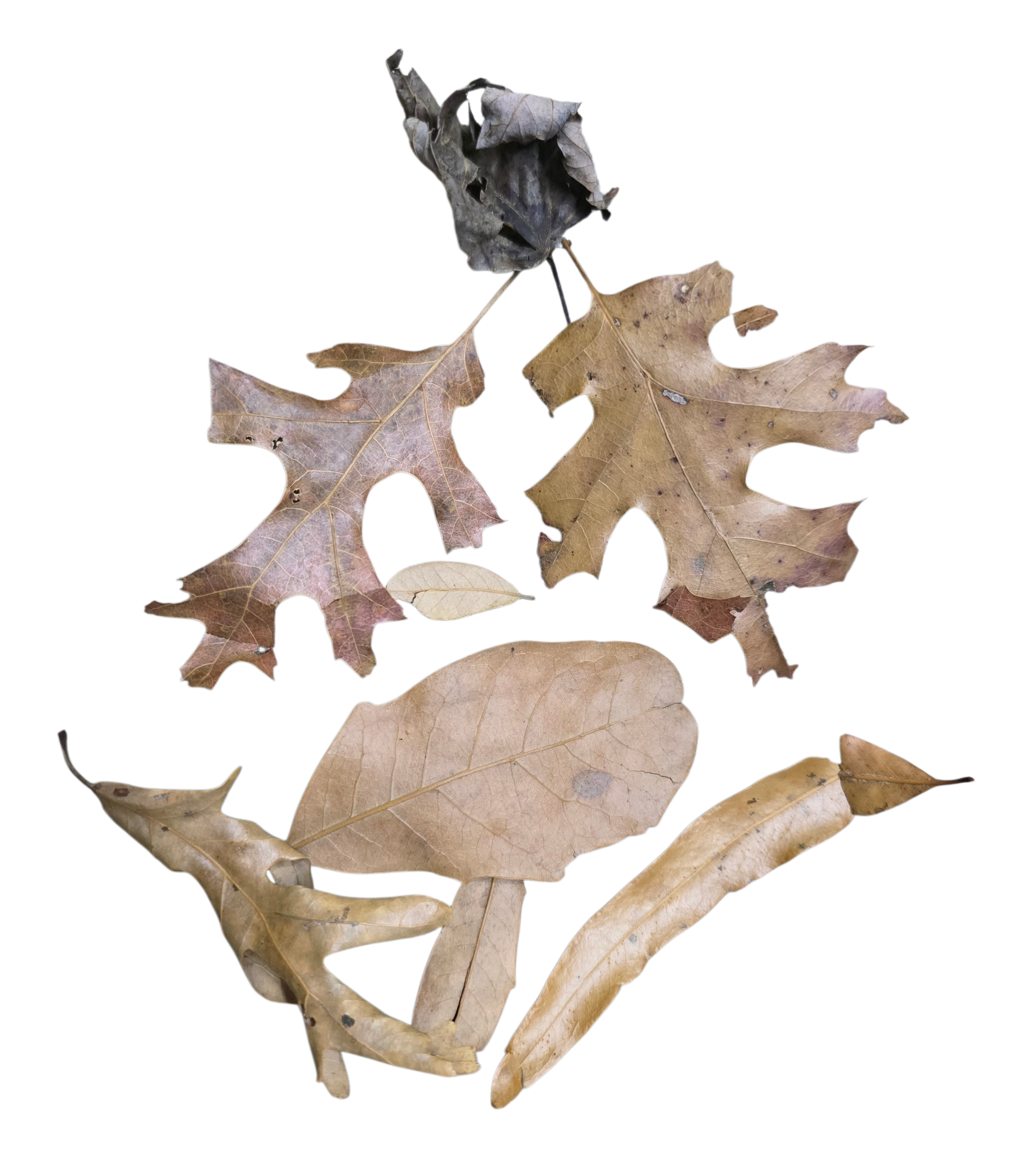 Temperate Leaf Litter - All-Seasons Forest Mix