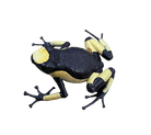 Oophaga histrionica "Yellow Saddleback"