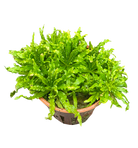 Pogostemon helferi