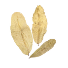 Tropical Leaf Litter - Arjuna Leaves