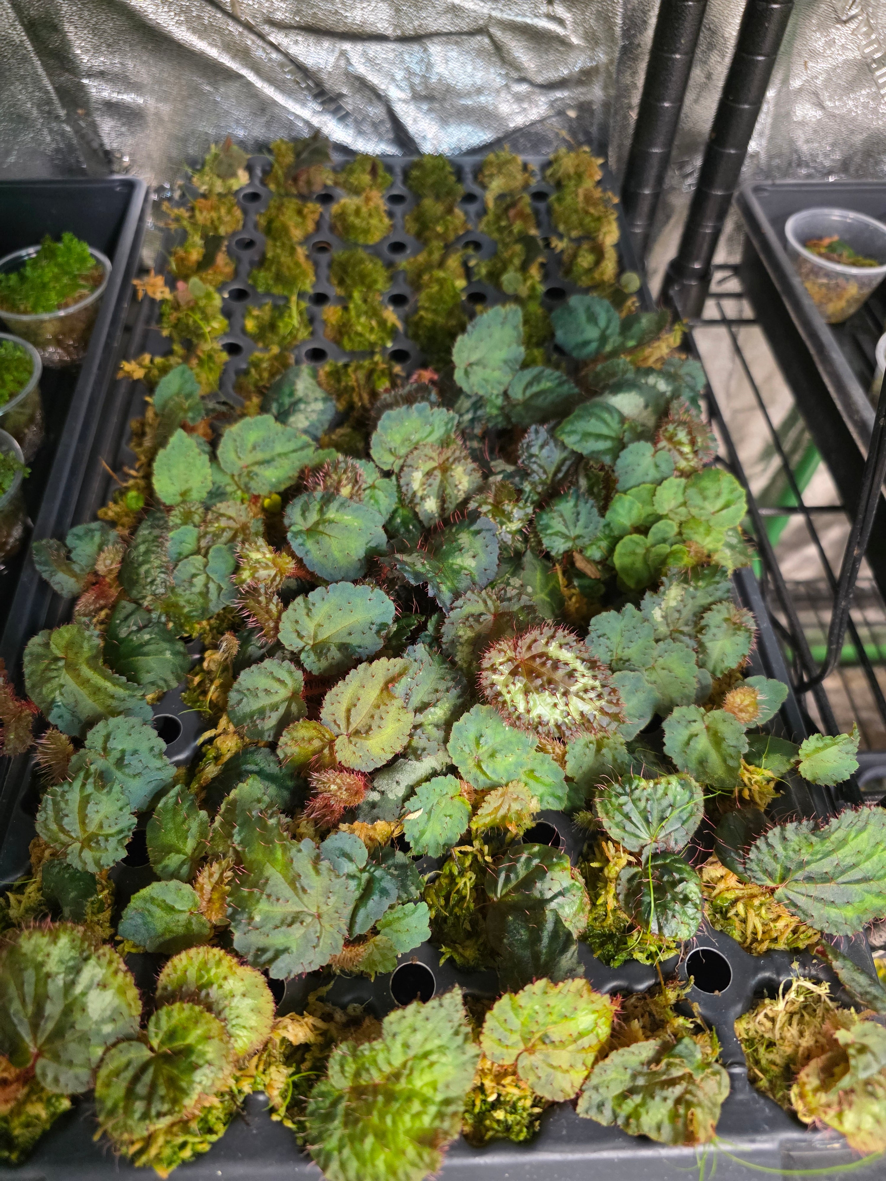 その他観葉植物 Begonia sp. Vietnam Super blue Begonia sp. Blue Vietnam Terrarium Plant | FrogDaddy