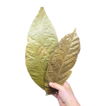 Tropical Leaf Litter - Cocoa Leaves image 2