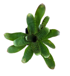 Neoregelia "Tic Tac"