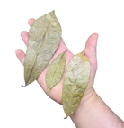 Tropical Leaf Litter - Soursop Leaves image 2