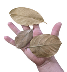 Tropical Leaf Litter - Jackfruit Leaves image 2