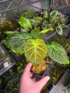 Philodendron verrucosum Ecuador - Mini image 2