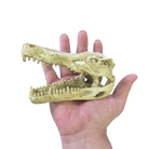 Reptile and Amphibian Hides - Crocodile Skull image 2