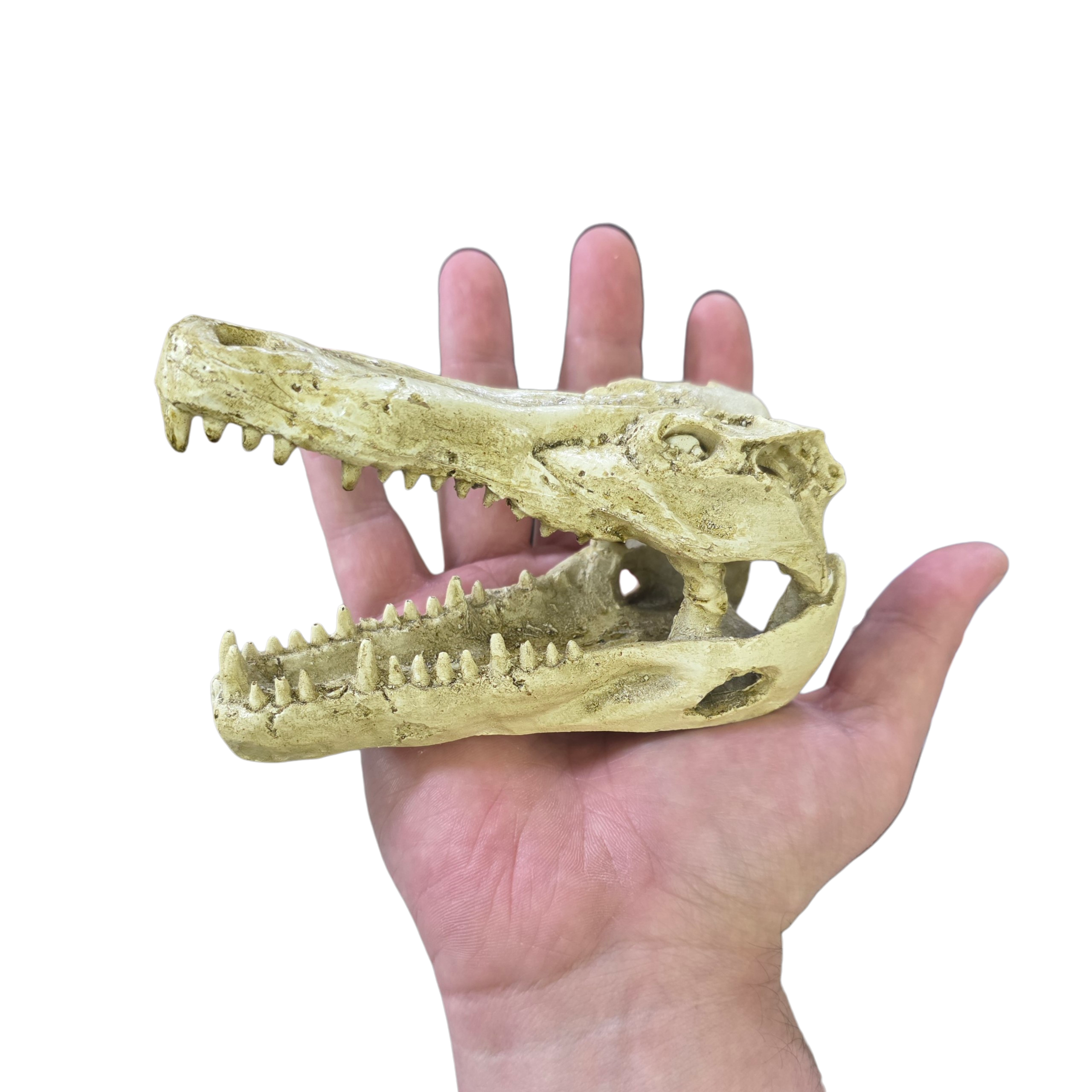Reptile and Amphibian Hides - Crocodile Skull image 2