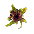 Neoregelia "Petite Menou" - Micro