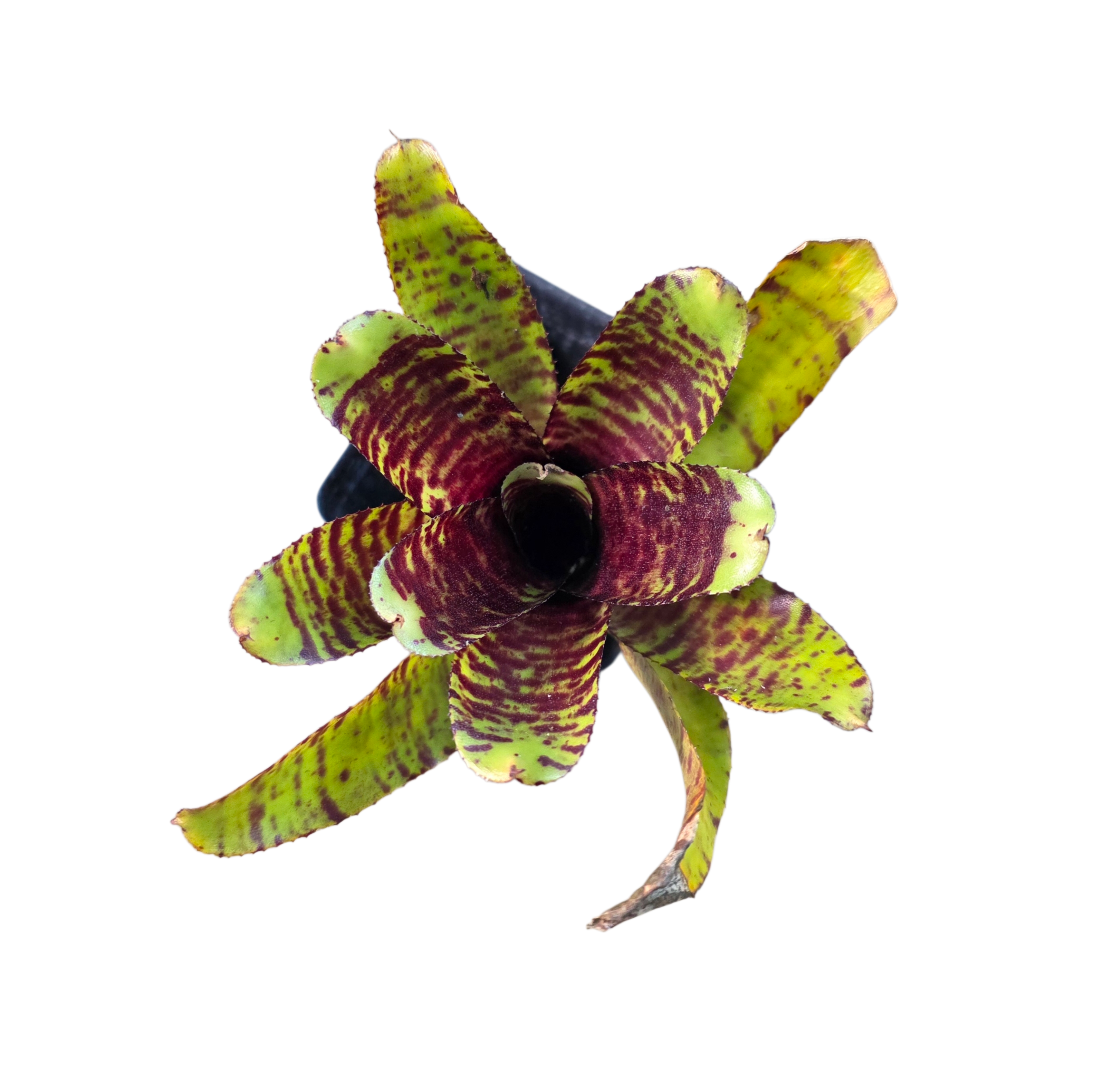 Neoregelia "Petite Menou" - Micro