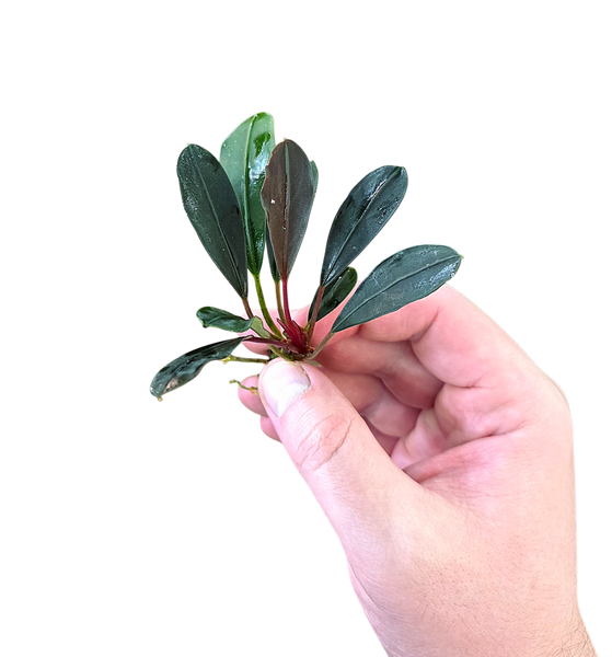 Bucephalandra Pink Lady Rare Aroid | FrogDaddy