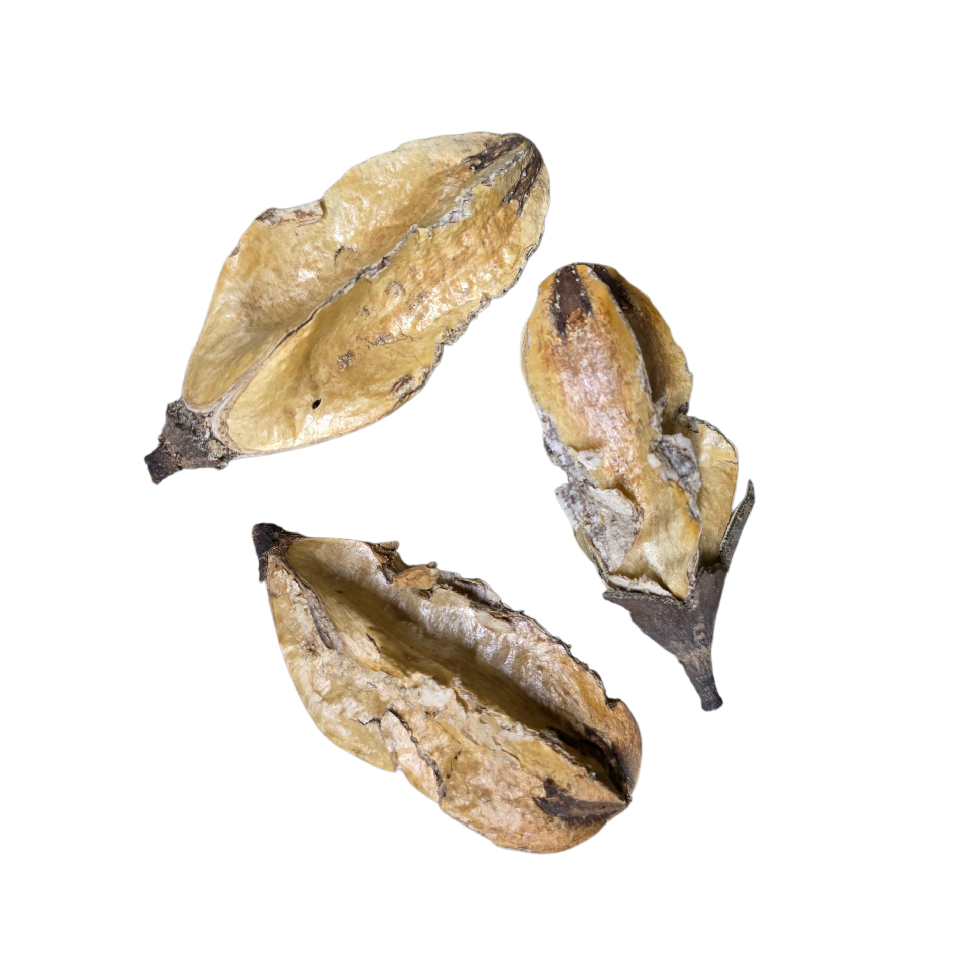 Palm Core
