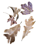 Temperate Leaf Litter - Fall Fantasy Oak Blend