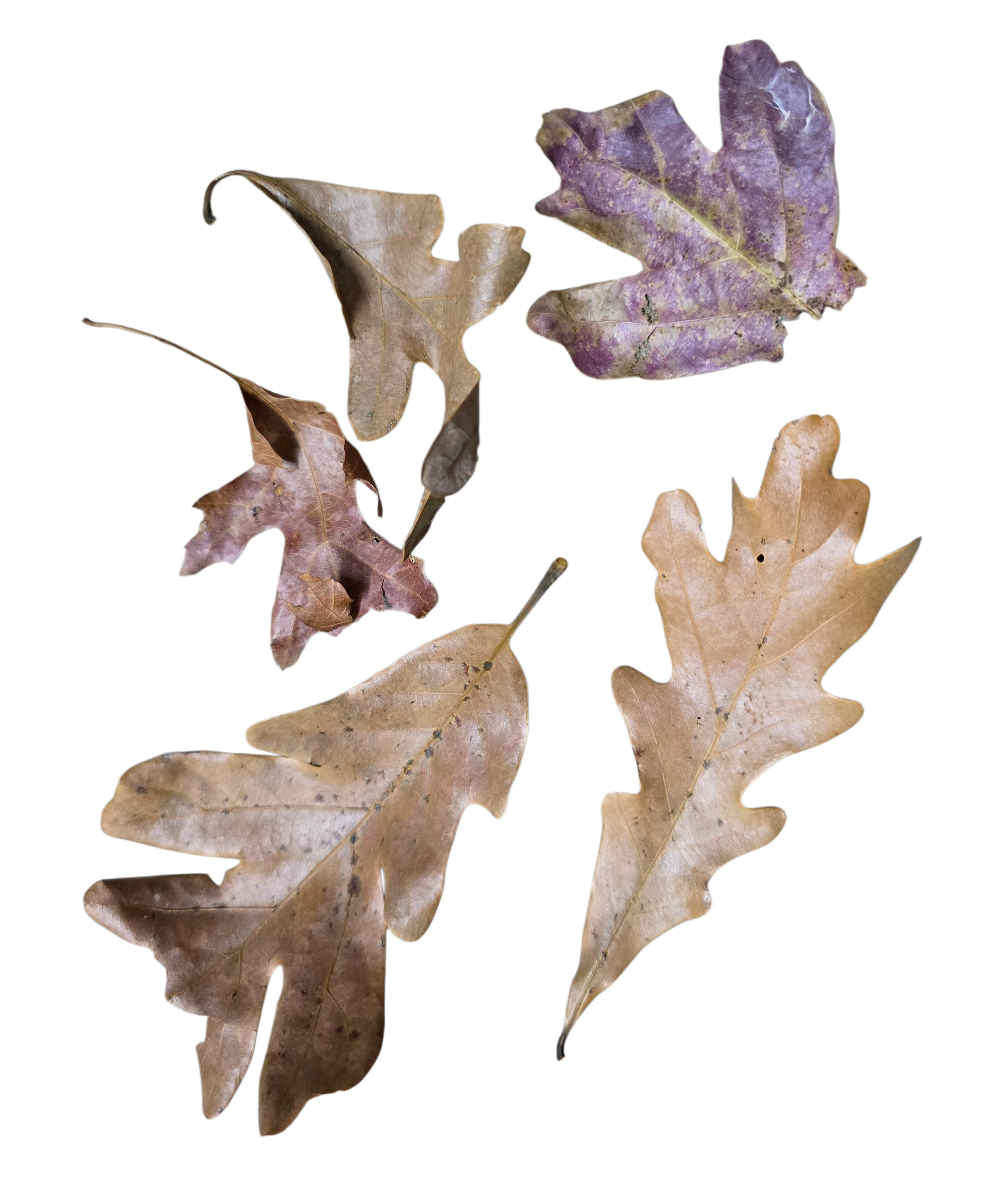 Temperate Leaf Litter - Fall Fantasy Oak Blend