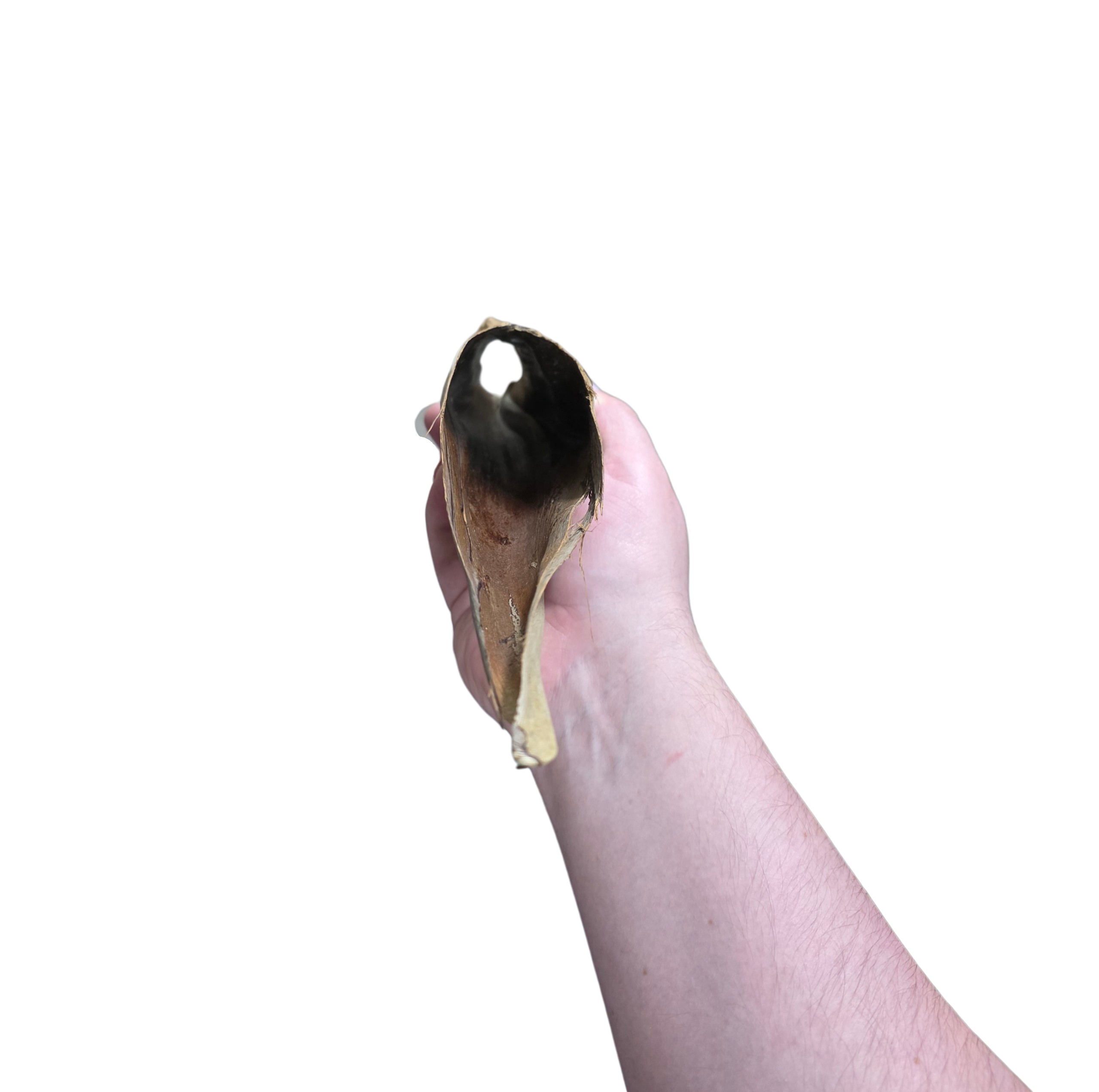Palm Bract Hide image 3