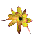 Neoregelia "Red Eyes"