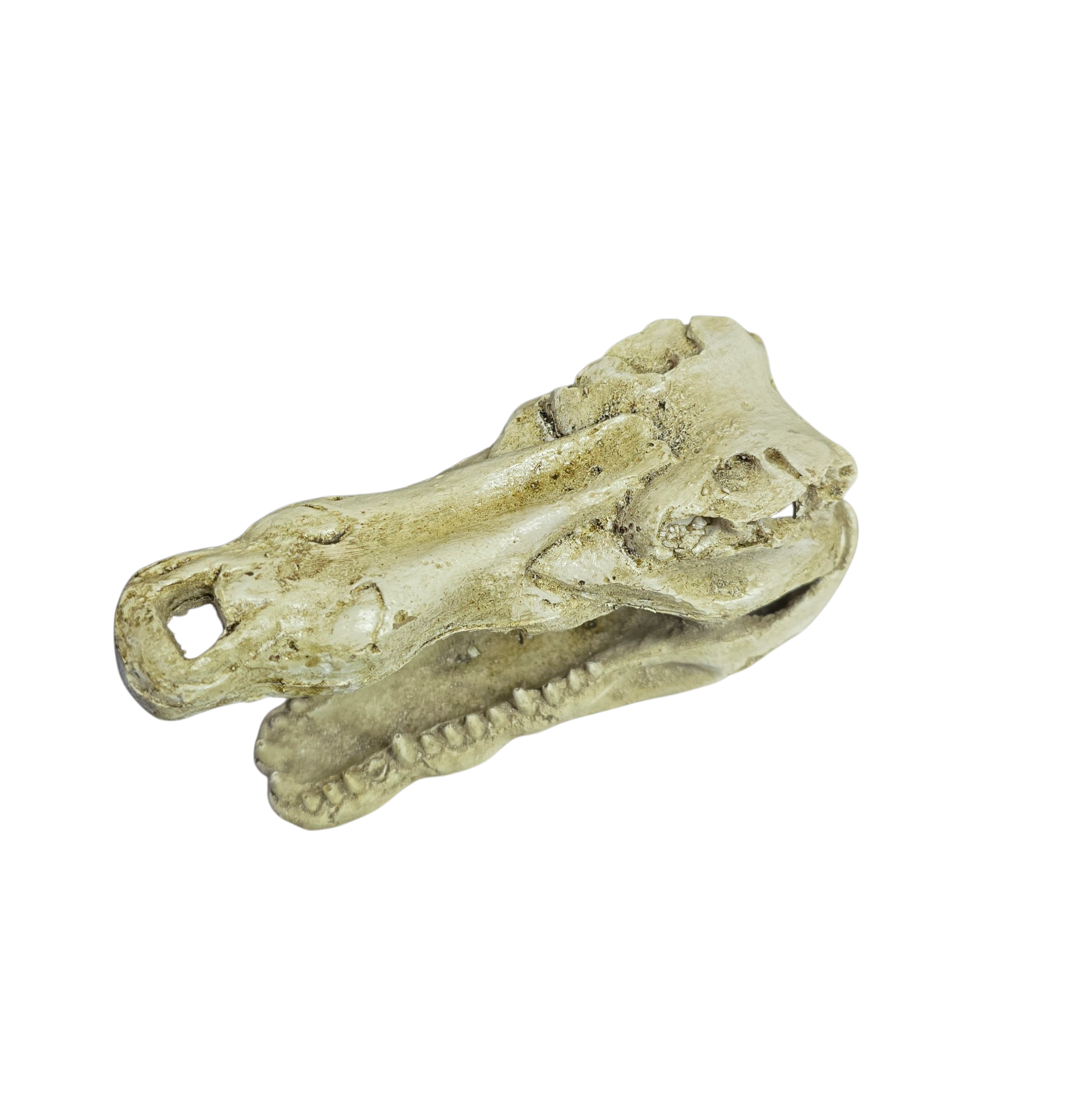 Reptile and Amphibian Hides - Crocodile Skull image 3