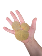 Tropical Leaf Litter - Moneta Leaves image 2