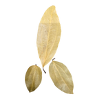 Tropical Leaf Litter - Cinnamon Leaves