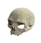 Reptile and Amphibian Hides - Human Skull Replica