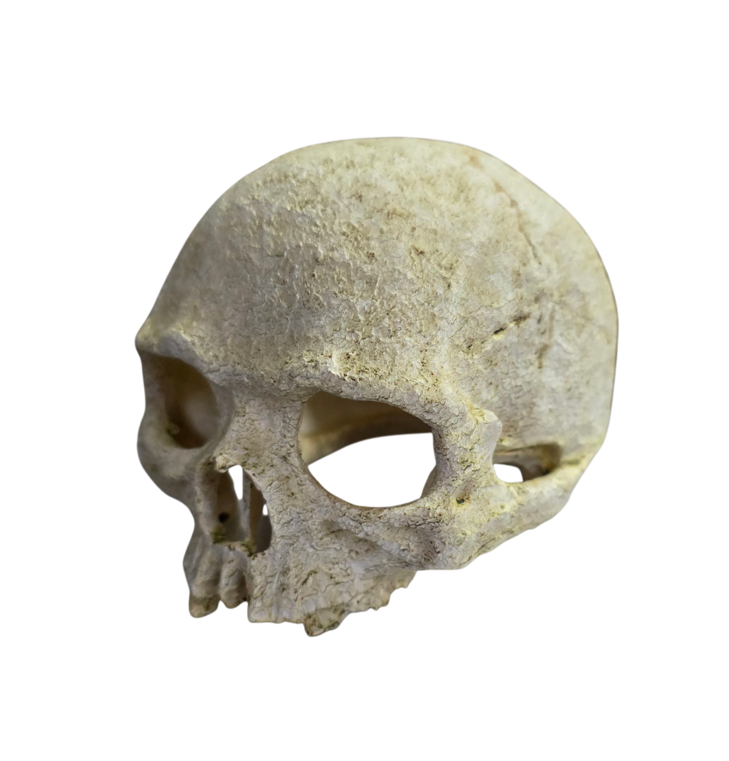 Reptile and Amphibian Hides - Human Skull Replica