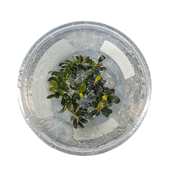 Bucephalandra Ketagang Mini Round | FrogDaddy