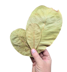 Tropical Leaf Litter - Cashew Leaves image 2