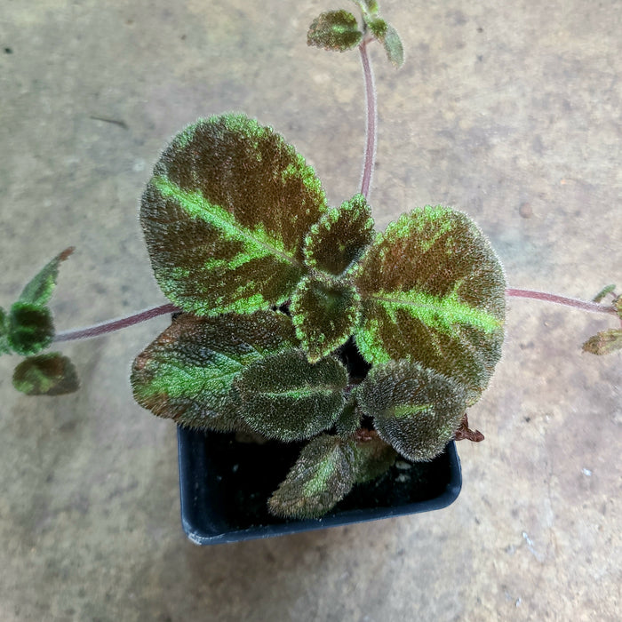 Episcia cupreata "Emerald Velvet”