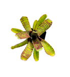 Neoregelia "Popoki"