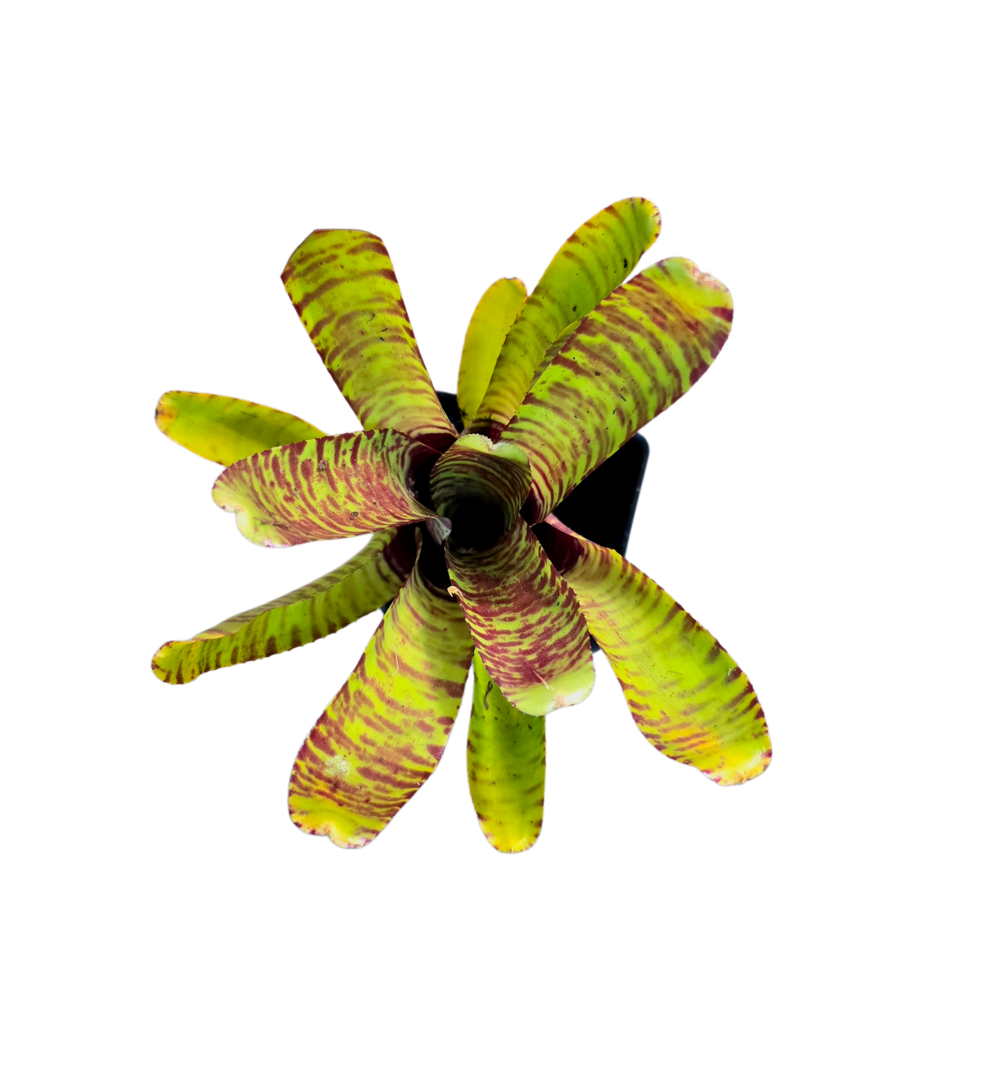Neoregelia 