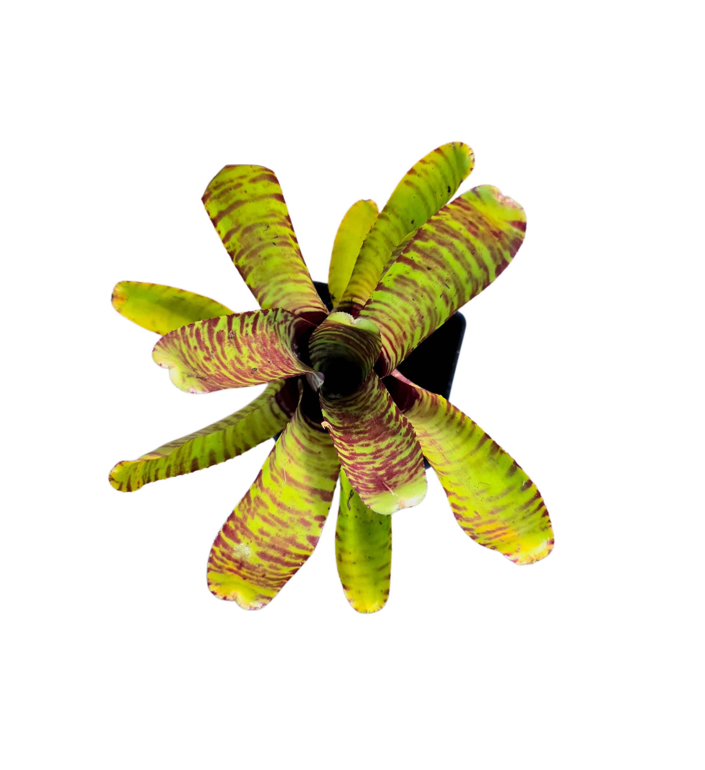 Neoregelia "Popoki"