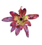 Neoregelia "Winnie the Pooh" image 2
