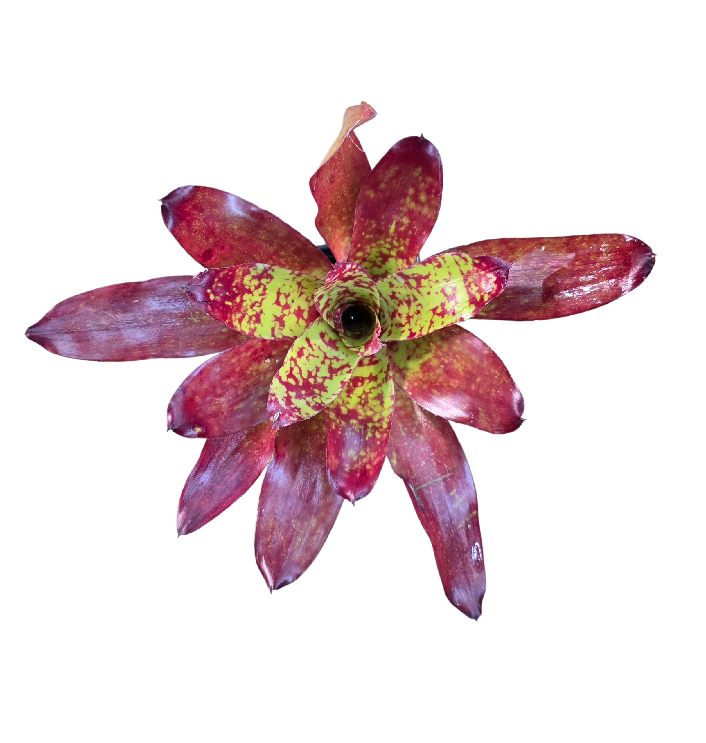Neoregelia "Winnie the Pooh" image 2