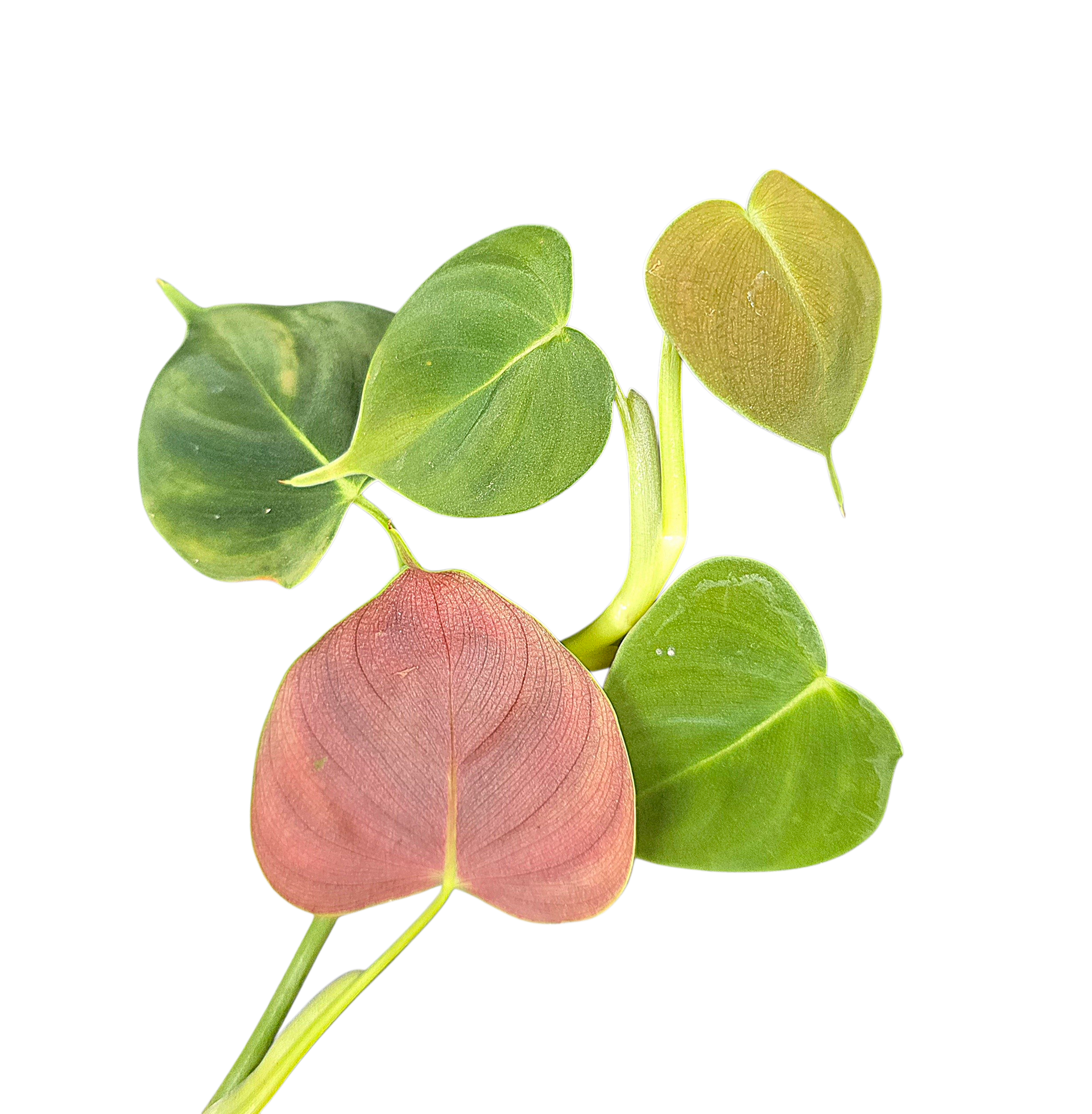 Philodendron cf. lupinum