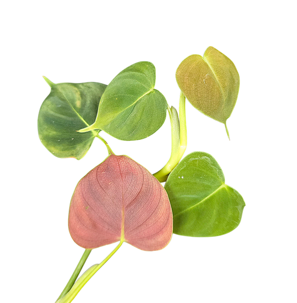 philodendron fraternum Philodendron cf. lupinum