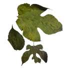 Tropical Leaf Litter - Mulberry Leaves