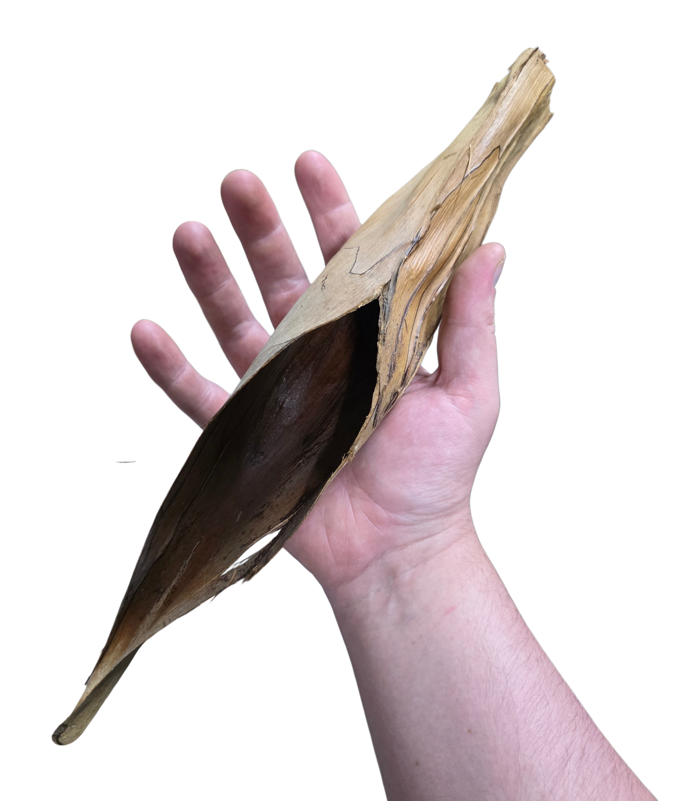 Palm Bract Hide image 2