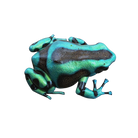 Dendrobates auratus "Turquoise and Bronze" Tadpole