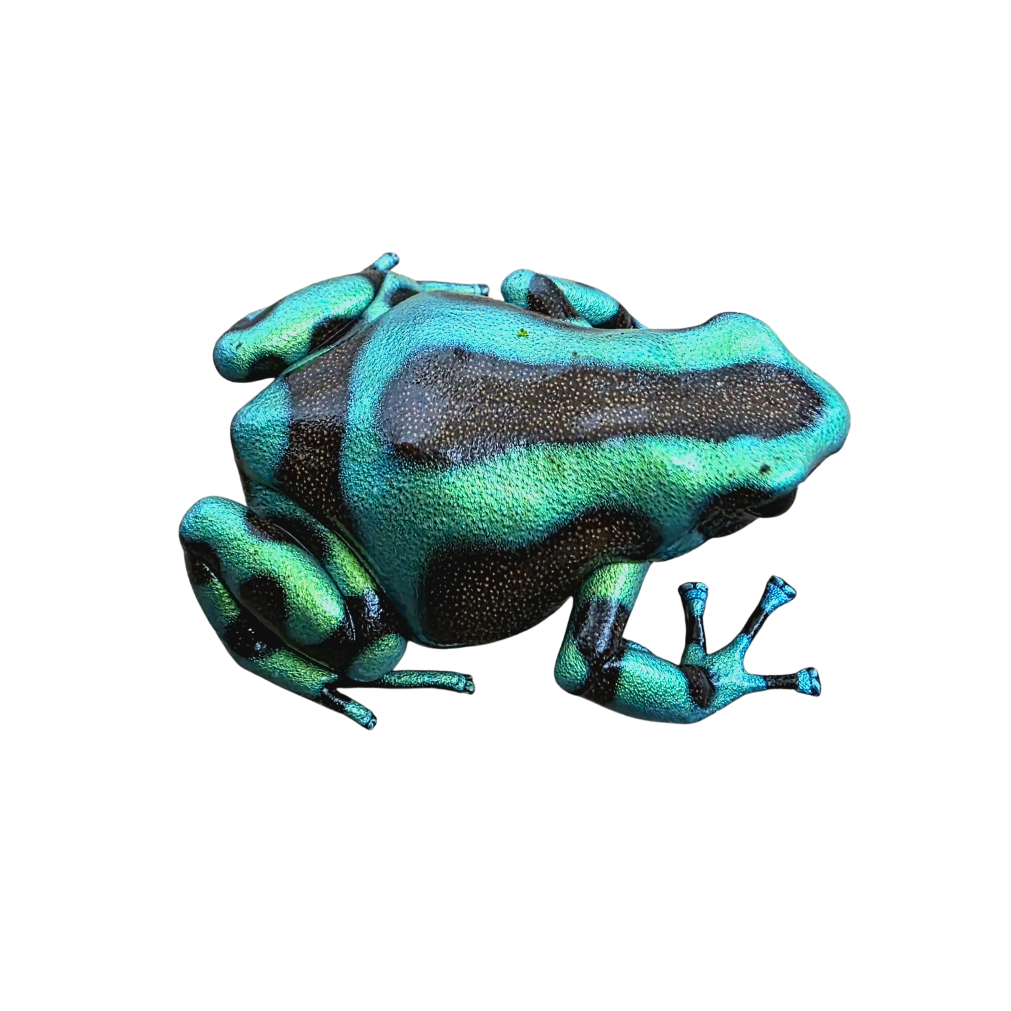 Dendrobates auratus "Turquoise and Bronze" Tadpole