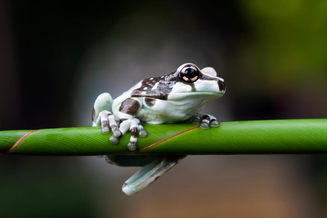 Trachycephalus resinifictrix - Amazon Milk Frog