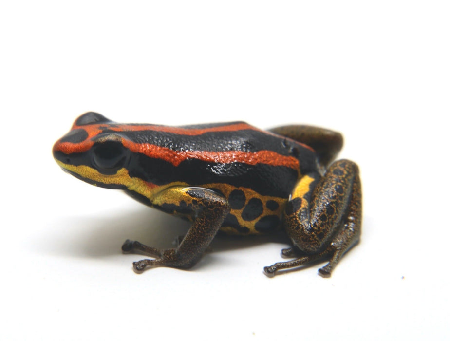 Ranitomeya uakarii "Gold Legged" Tadpole