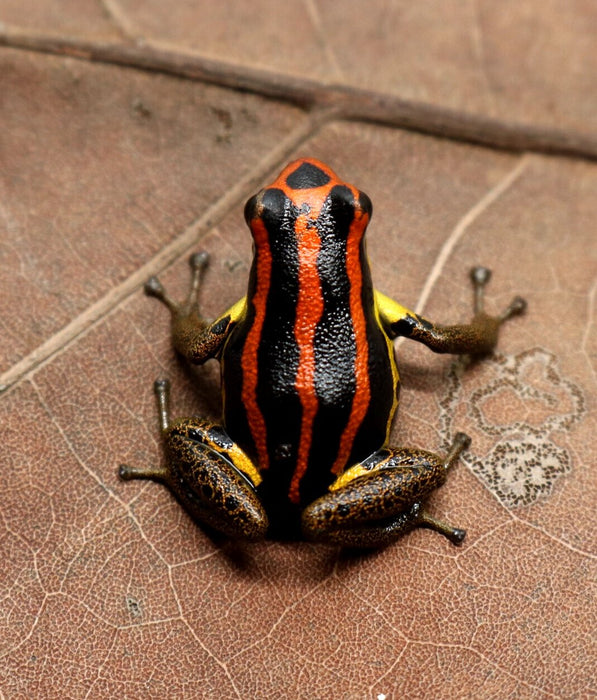 Ranitomeya uakarii "Gold Legged" Tadpole