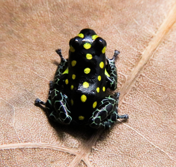 Ranitomeya vanzolinii Tadpole